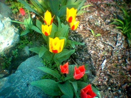 Tulipa greigii mixed. (Tulipa greigii)