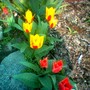 Tulipa greigii