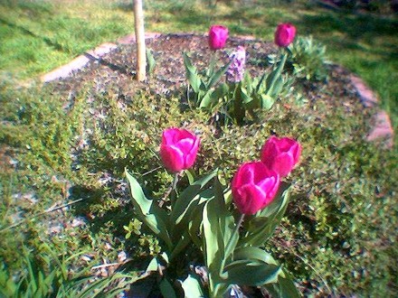Purple prince (Tulipa single early purple prince)