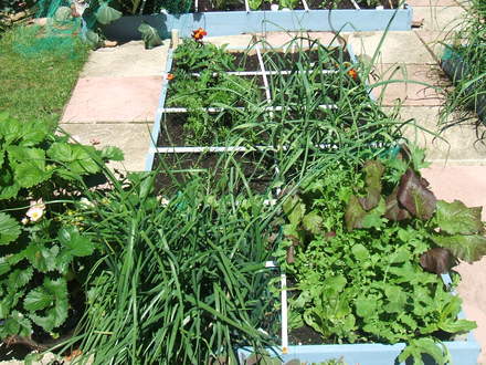 Bed 1 - Square Foot Garden