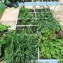 Garden_may07_006