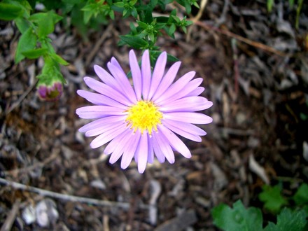 IMGP4441.jpg (Aster frikartii)