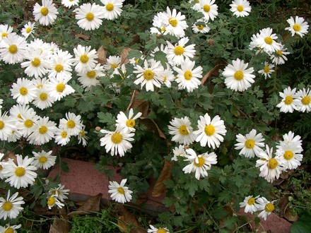 IMGP4460.jpg (Chrysanthemum maximowiczii)