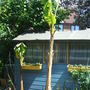 Garden_may07_009