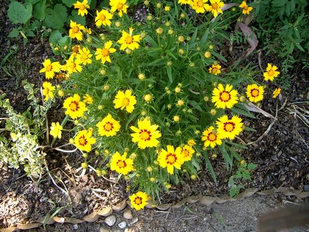IMGP3916.jpg (Coreopsis goldfink)