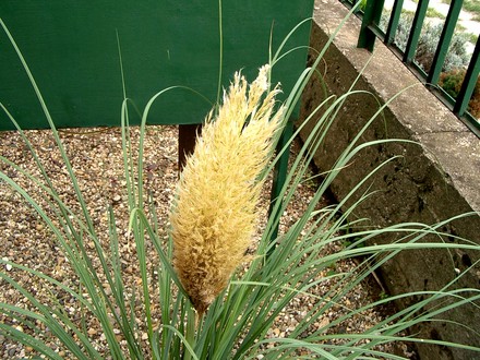 IMGP4280.jpg (Cortaderia selloana (read more here))
