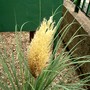 IMGP4280.jpg (Cortaderia selloana (read more here))