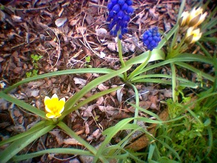 image_00573.jpg (Muscari armeniacum (Grape hyacinth))