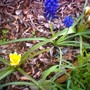 Muscari armeniacum