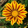 Garden_may07_021