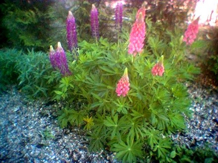 image_00652.jpg (Lupinus angustifolius (Blue Lupin))
