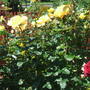Garden_may07_023