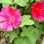 IMGP4313.jpg (Alcea rosea (Black Hollyhock))