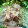 Heuchera cylindrica (Coral flower)