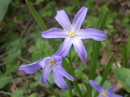IMGP3603.jpg (Chionodoxa luciliae (Glory of the snow))