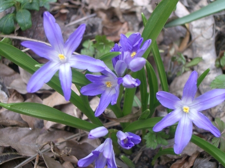 IMGP3605.jpg (Chionodoxa luciliae (Glory of the snow))