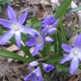 Chionodoxa luciliae (Glory of the snow)