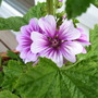 Lavatera arborea