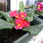 Primula variabilis