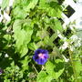A garden flower photo