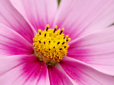 pink cosmos (Cosmos bipinnatus (Cosmos).)