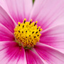 pink cosmos (Cosmos bipinnatus (Cosmos).)