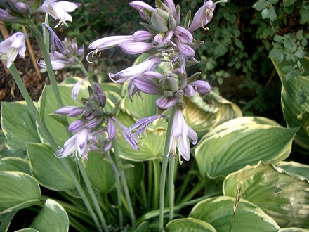 IMGP4137.jpg (Hosta fortunei (Plantain lily))