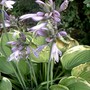 Hosta fortunei (Plantain lily)