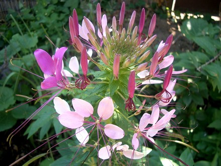 IMGP4185.jpg (Cleome hassleriana (Spider flower))