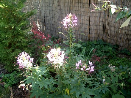 IMGP4266.jpg (Cleome hassleriana (Spider flower))