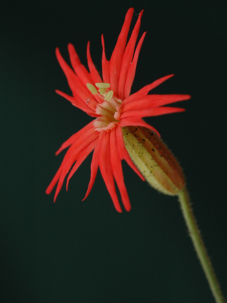 silene jack flash (silene laciniata 