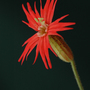 Silene_jack_flash