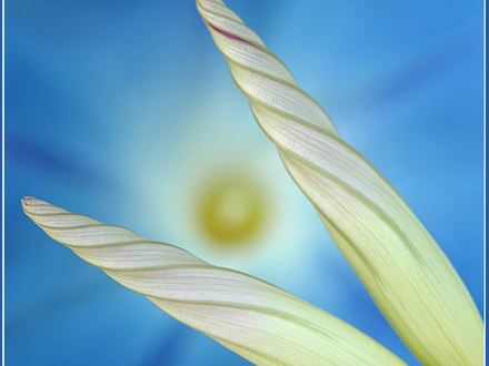 morning glory hevenly blue (morning glory hevenly blue)