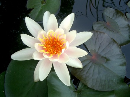 IMGP4162.jpg (Nymphaea alba (Nenufar Blanco))