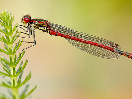 Damselfly