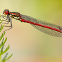 Damselfly