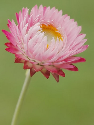 pink!  