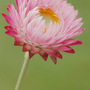 pink!  