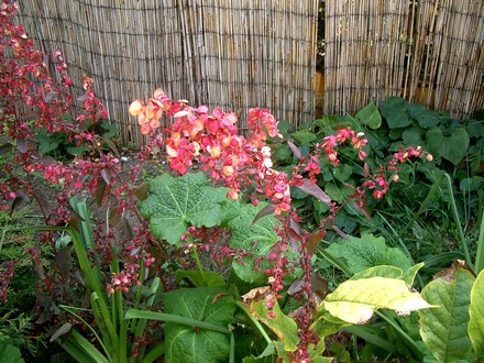 IMGP4267.jpg (Atriplex hortensis (Red orache))