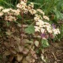 Sedum spectabile (Ice plant)