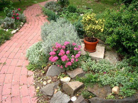 IMGP4308.jpg (Sedum spectabile (Ice plant))