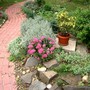 Sedum spectabile (Ice plant)