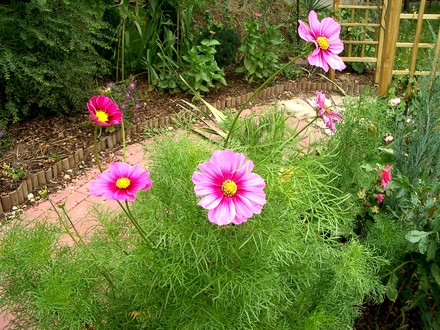 IMGP4309.jpg (Cosmos bipinnatus (Cosmos))