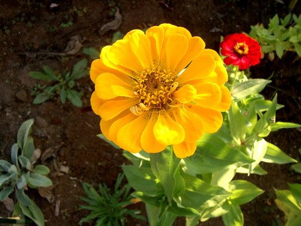 IMGP4367.jpg (Zinnia elegans (Zinnia))