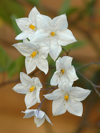 solonum jasminoides  (Solanum jasminoides (Potato Vine))