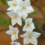 Jasmine
