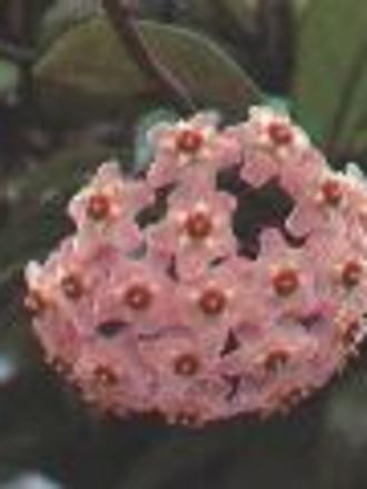 hoya (hoya carnea)