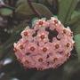 hoya (hoya carnea)