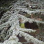 Cedrus libani
