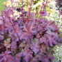 Heuchera micrantha chocolate ruffles